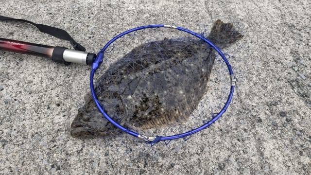 冬のヒラメの特徴｜冬,ヒラメ,釣り方,ルアー