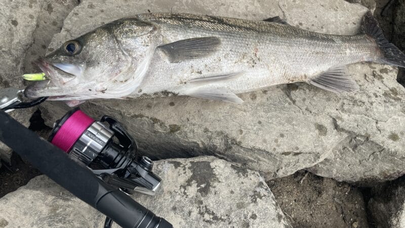 ドラグ|23ヴァンキッシュ,4000MHG,インプレ,シーバスリール,シマノ