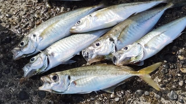 アジや小サバ,ライトタックルでSLSJで釣れる魚|ライトショアジギングで釣れる魚種