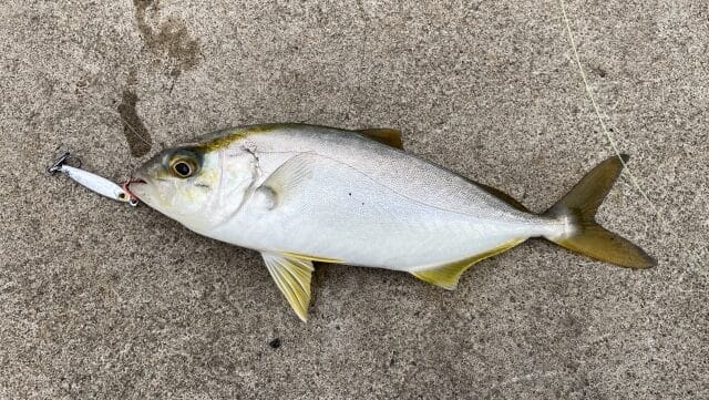 ショゴ、ネリゴ,主なターゲット|ライトショアジギングで釣れる魚種