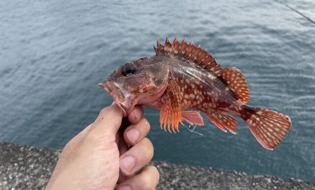 根魚,ライトタックルでSLSJで釣れる魚|ライトショアジギングで釣れる魚種