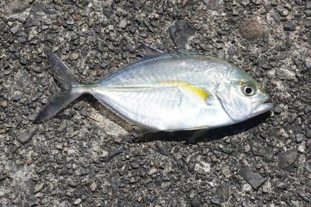 メッキ,ライトタックルでSLSJで釣れる魚|ライトショアジギングで釣れる魚種