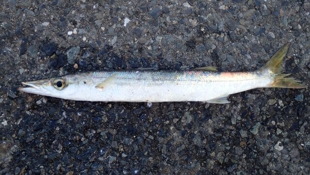 カマス,ライトタックルでSLSJで釣れる魚|ライトショアジギングで釣れる魚種