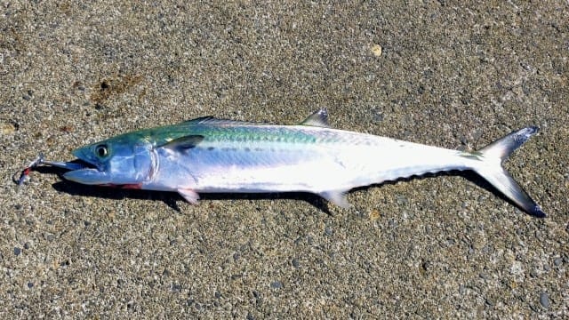 サワラ・サゴシ,主なターゲット|ライトショアジギングで釣れる魚種