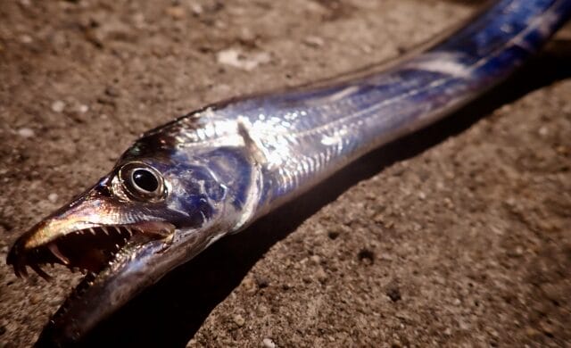 タチウオ,ライトタックルでSLSJで釣れる魚|ライトショアジギングで釣れる魚種