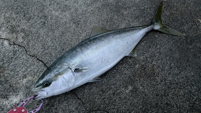 ヤズ、ハマチ,主なターゲット|ライトショアジギングで釣れる魚種