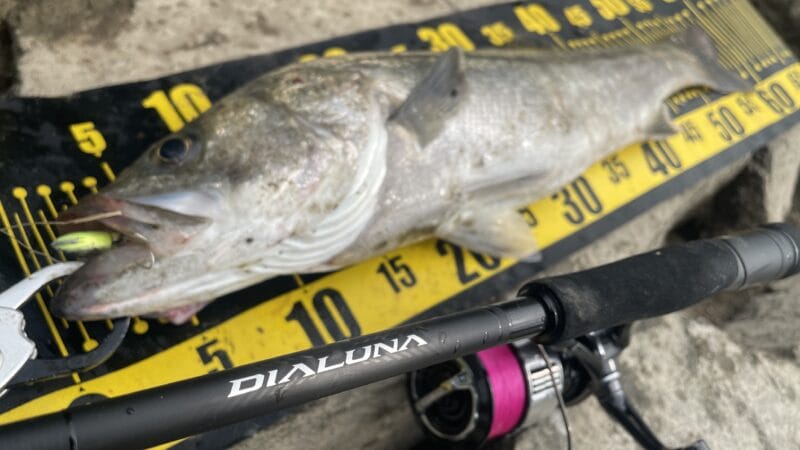 実釣インプレ｜23ディアルーナ,S90M,シーバスロッド,スピニング,シマノ