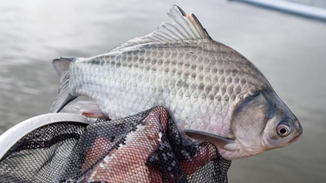 フナ｜冬,淡水魚,川,湖,釣り方