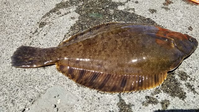 カレイ、冬に釣りやすい魚種｜冬の海でルアーで釣れる魚と釣り方