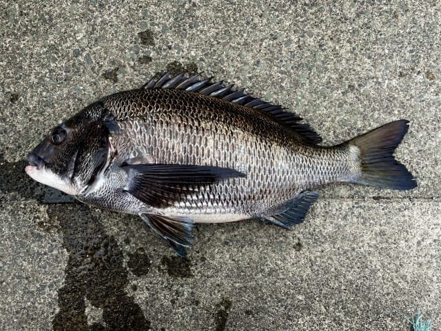 チヌ(黒鯛)、冬に釣りやすい魚種｜冬の海でルアーで釣れる魚と釣り方