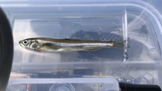 ワカサギ｜冬,淡水魚,川,湖,釣り方