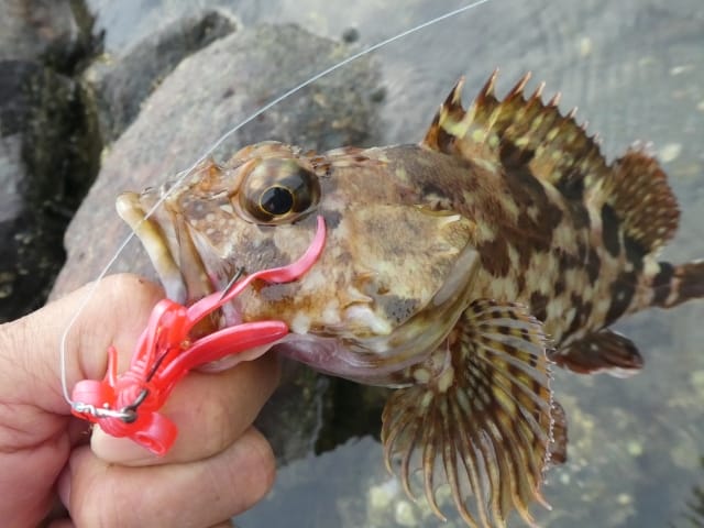 カサゴ、冬に釣りやすい魚種｜冬の海でルアーで釣れる魚と釣り方