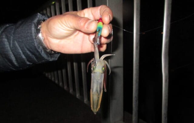 ヒイカ（ジンドウイカ）、冬に釣りやすい魚種｜冬の海でルアーで釣れる魚と釣り方