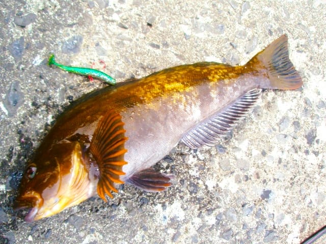 アイナメ、冬に釣りやすい魚種｜冬の海でルアーで釣れる魚と釣り方