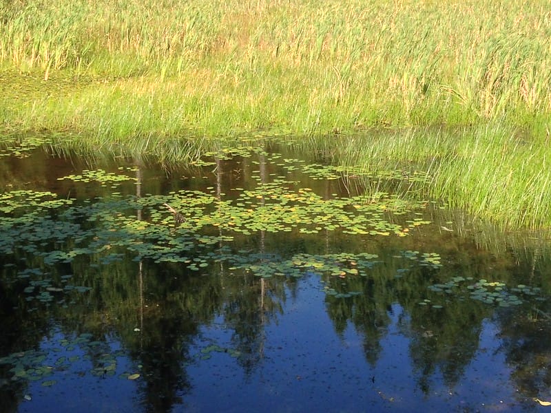 バスが釣れない野池|野池,バス釣り攻略,釣り方,おすすめルアー
