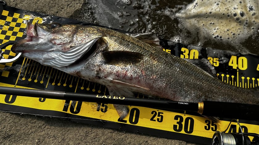 感度｜24ラテオ,93M/MH,インプレ,シーバスロッド,ダイワ