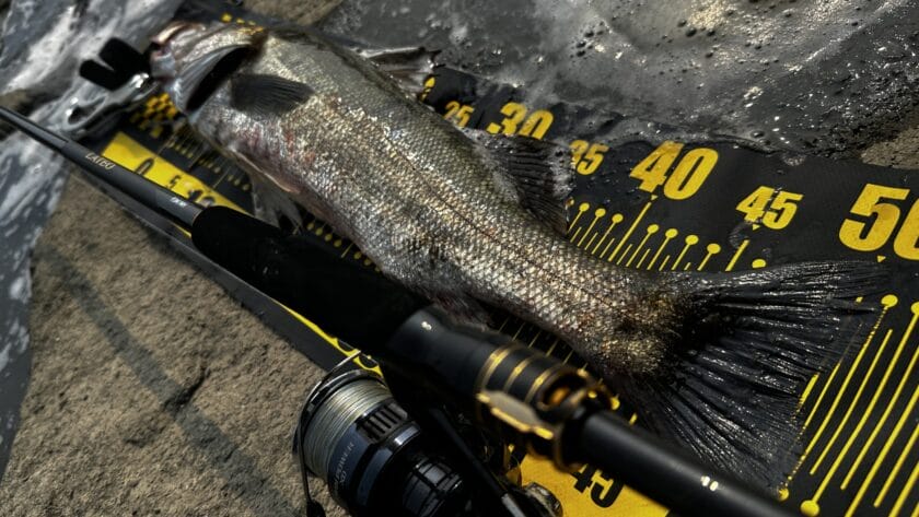 パワー｜24ラテオ,93M/MH,インプレ,シーバスロッド,ダイワ