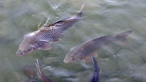 コイ｜冬,淡水魚,川,湖,釣り方