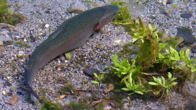 ニジマス｜冬,淡水魚,川,湖,釣り方