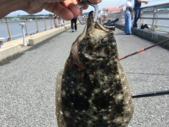 ヒラメ、冬に釣りやすい魚種｜冬の海でルアーで釣れる魚と釣り方