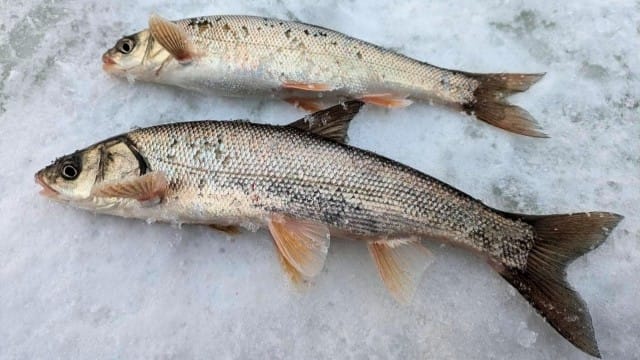 ウグイ｜冬,淡水魚,川,湖,釣り方