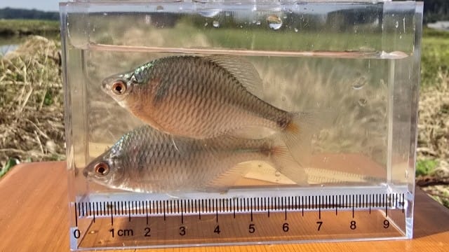 タナゴ｜冬,淡水魚,川,湖,釣り方