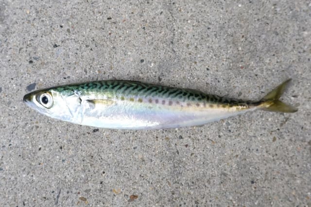 サバ｜ショアラバ,釣れる魚