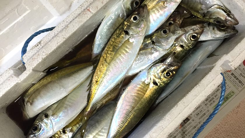 傾向|冬,アジング,釣り方,タックル