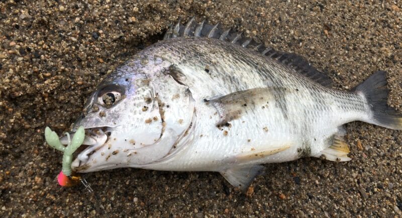 チニング,冬,釣り方,ルアー,タックル