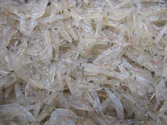 マイクロベイトの種類｜マイクロベイトパターン,釣り方,ルアー,シーバス