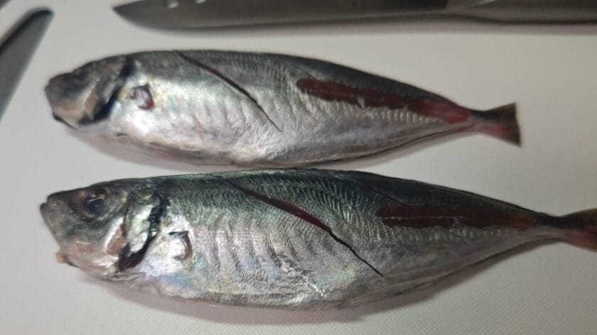 アジの下処理｜アジの塩ゆで・花柚仕立て,レシピ,つくり方,釣果メシ