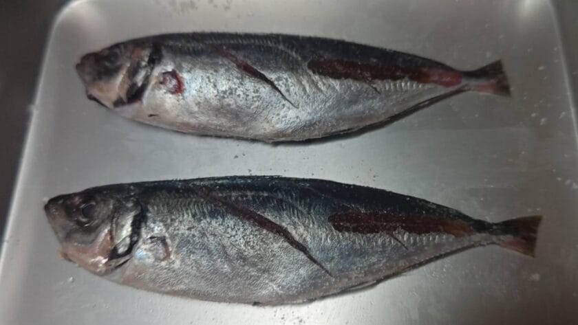 塩をする｜アジの塩ゆで・花柚仕立て,レシピ,つくり方,釣果メシ