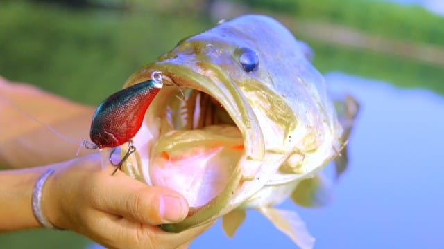 クランキング、釣り方｜春,バス釣り,クランクベイト,釣り方,タックル,おすすめ