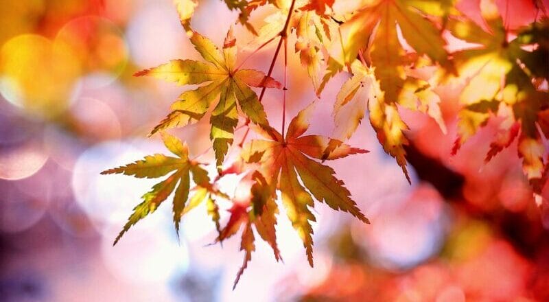 秋の特徴｜エギング,時期,シーズン,釣り方