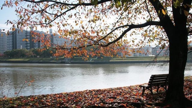 秋｜シーバス,時期,釣り方,パターン,おすすめルアー