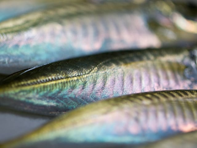 釣れるアジのサイズ｜春,アジング,釣り方,おすすめワーム,ポイント