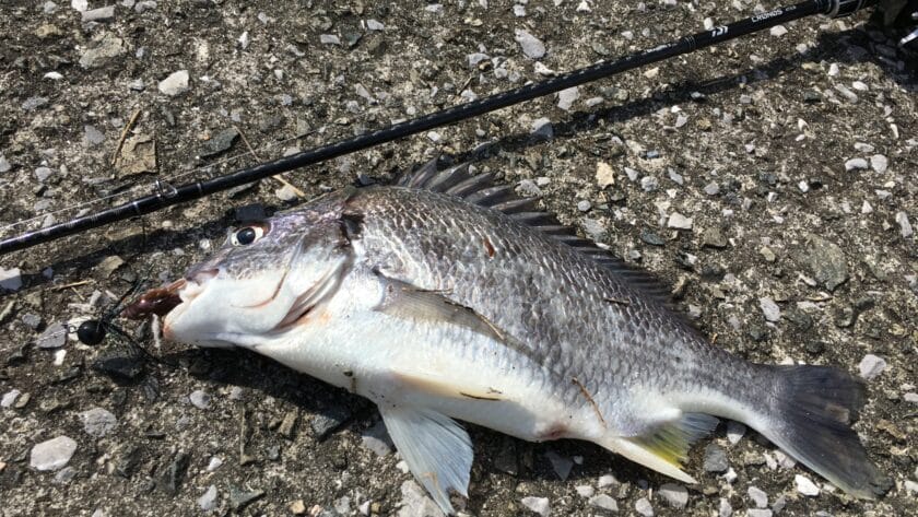 4月12日｜春,チニング,釣果,タックルデータ,ルアー,記録