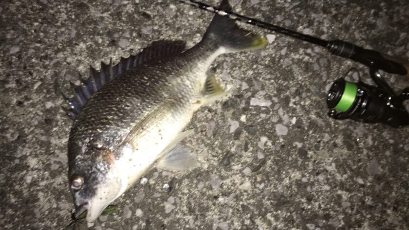 4月19日｜春,チニング,釣果,タックルデータ,ルアー,記録