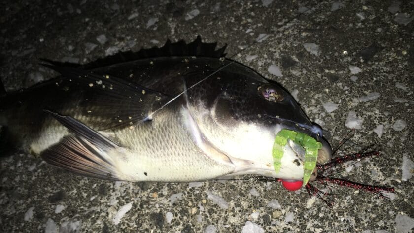 5月5日｜春,チニング,釣果,タックルデータ,ルアー,記録