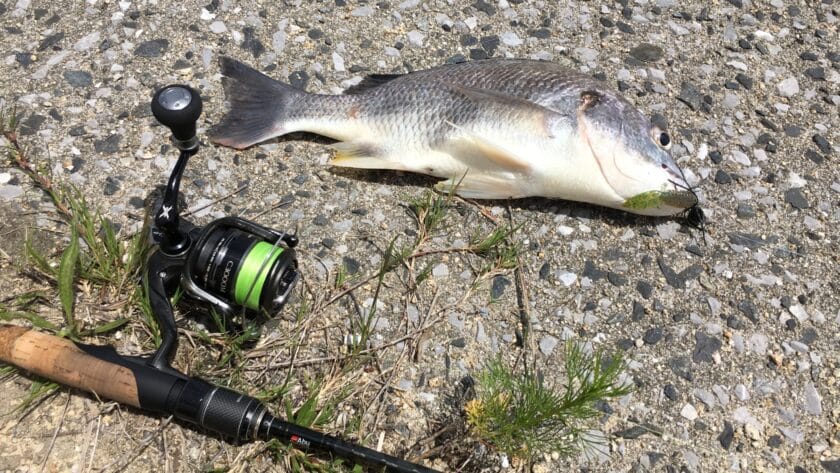 5月8日｜春,チニング,釣果,タックルデータ,ルアー,記録