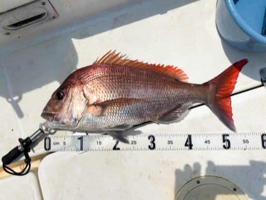 春の乗っ込み真鯛とは|春,真鯛,タイラバ,時期,釣り方,カラー