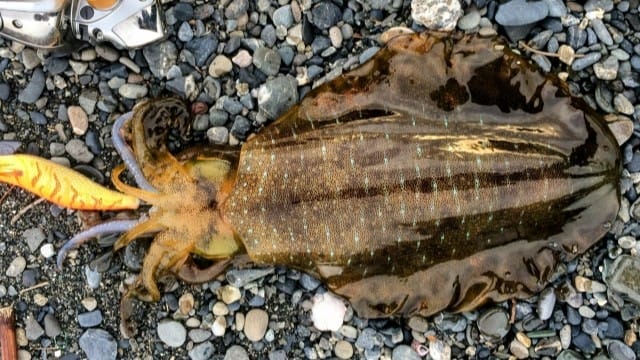 春イカの特徴｜春エギング,おすすめエギ,釣り方,しゃくり方,時間