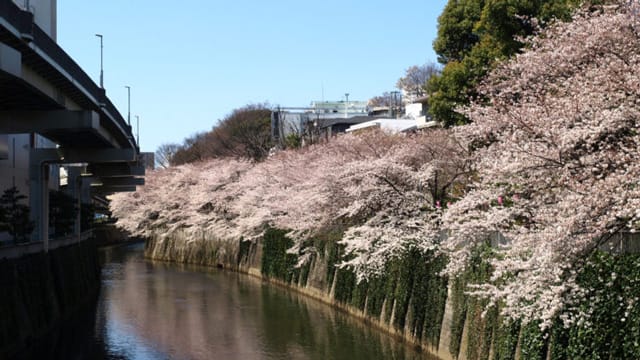 春｜シーバス,時期,釣り方,パターン,おすすめルアー