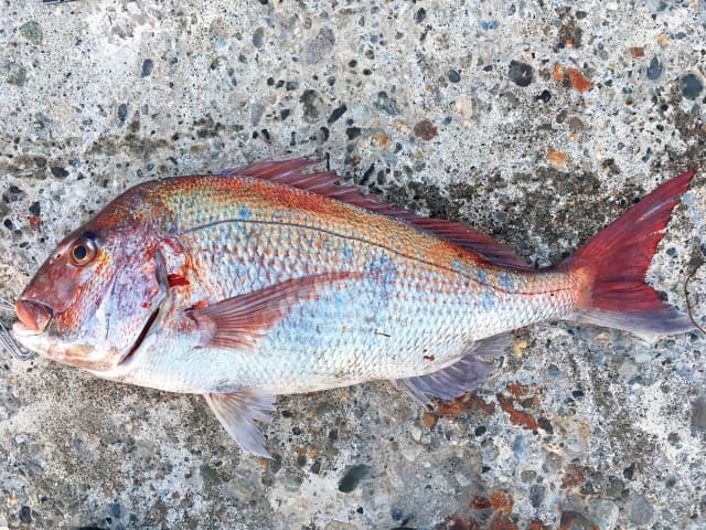 堤防、ショアラバ|春,真鯛,タイラバ,時期,釣り方,カラー