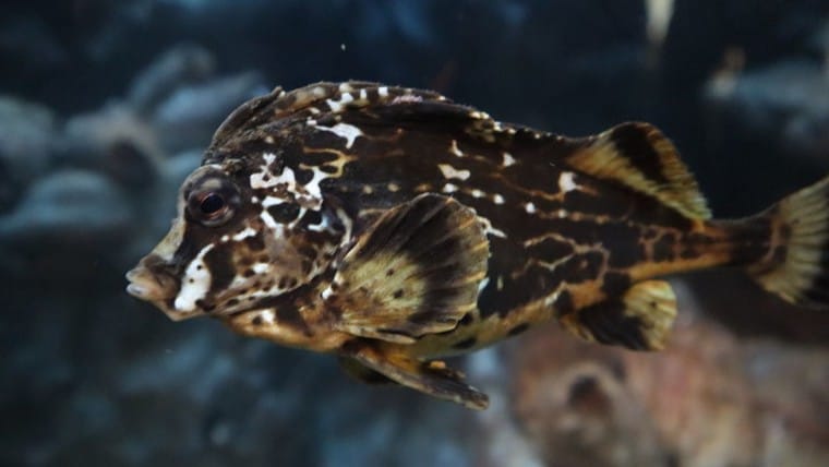 Horsefish (ホースフィッシュ)