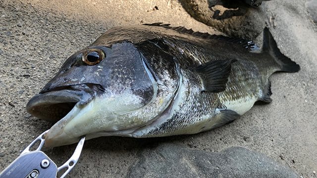 接写でダイナミック｜釣果写真,撮り方,インスタ,映え,自撮り