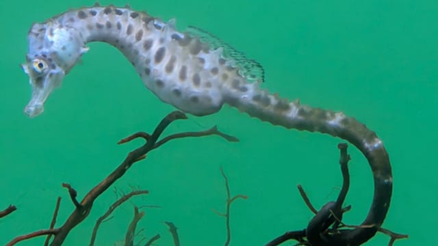 タツノオトシゴ(海馬)|2026年,丙午,馬(ウマ)にちなんだ魚,釣り方,食味