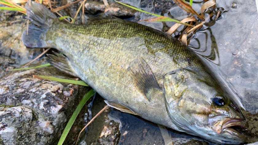 釣り方｜河川,バス釣り,ポイント,釣り方,ルアー,おすすめ