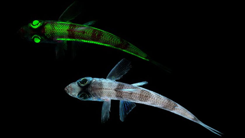 グローとの違い｜ケイムラとは,ルアー,カラー,自作