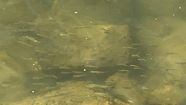 マイクロベイトパターンとは,釣り方,ルアー,シーバス